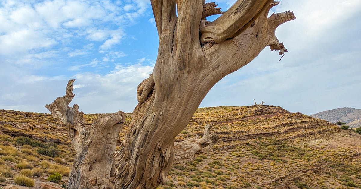 Review of Popular Handcrafted Items from the Atlas Mountains